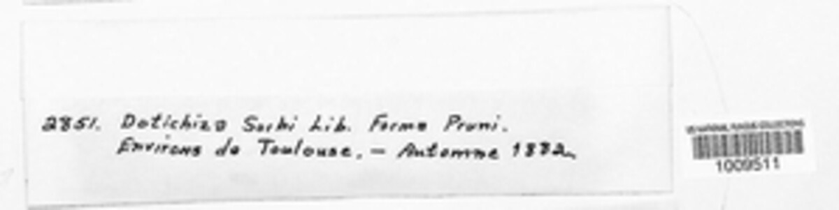 Dothichiza image